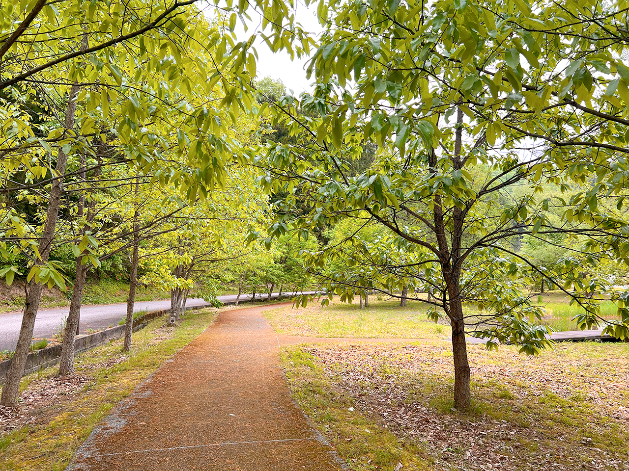 kokuzosatoyama_04