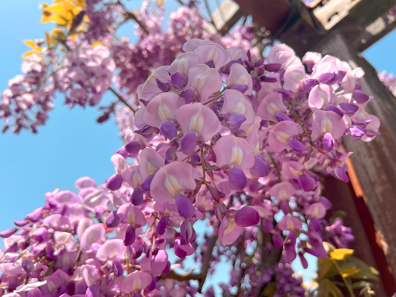 yoshiokaenchi_02