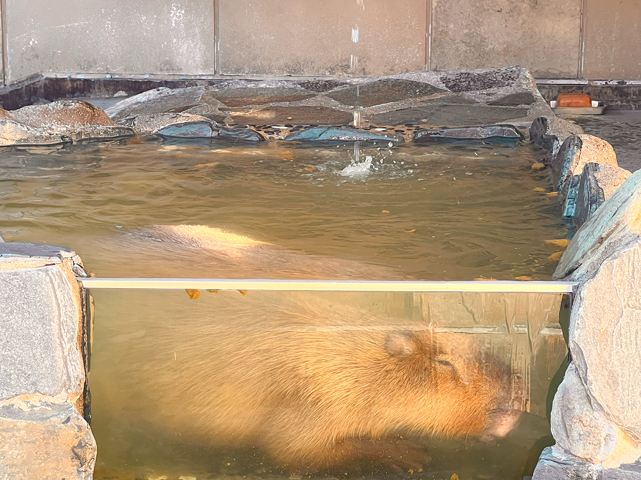 capybara bath_03