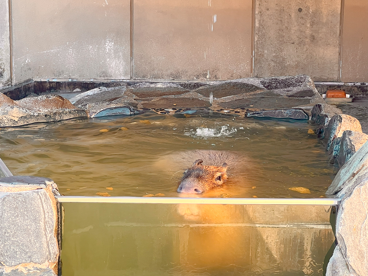 capybara bath_02