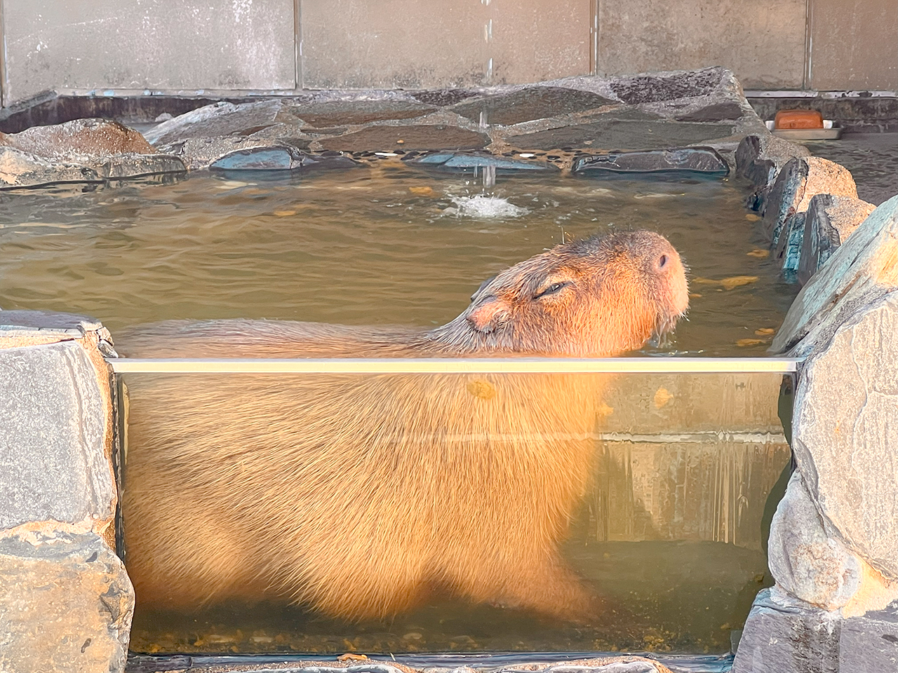 capybara bath_04
