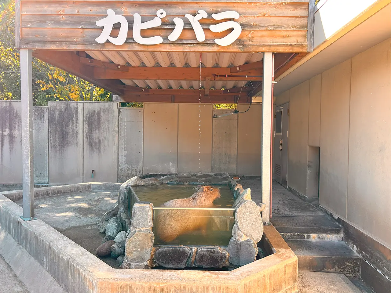 capybara bath_01