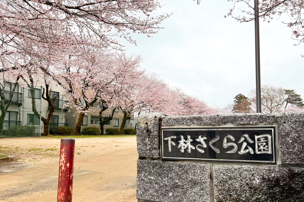 simobayashi-sakura_01