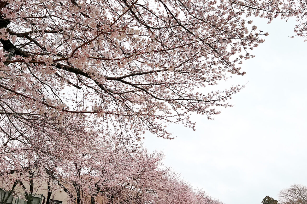 simobayashi-sakura_02