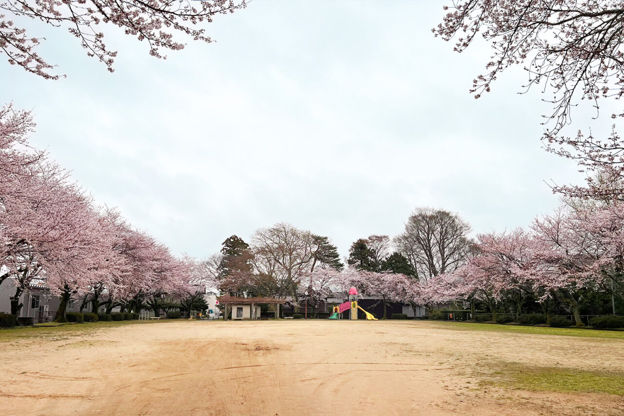 simobayashi-sakura_03