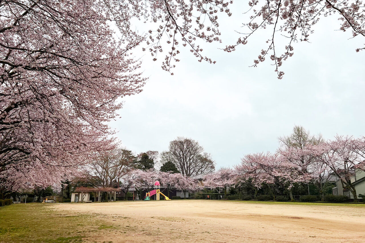 simobayashi-sakura_05