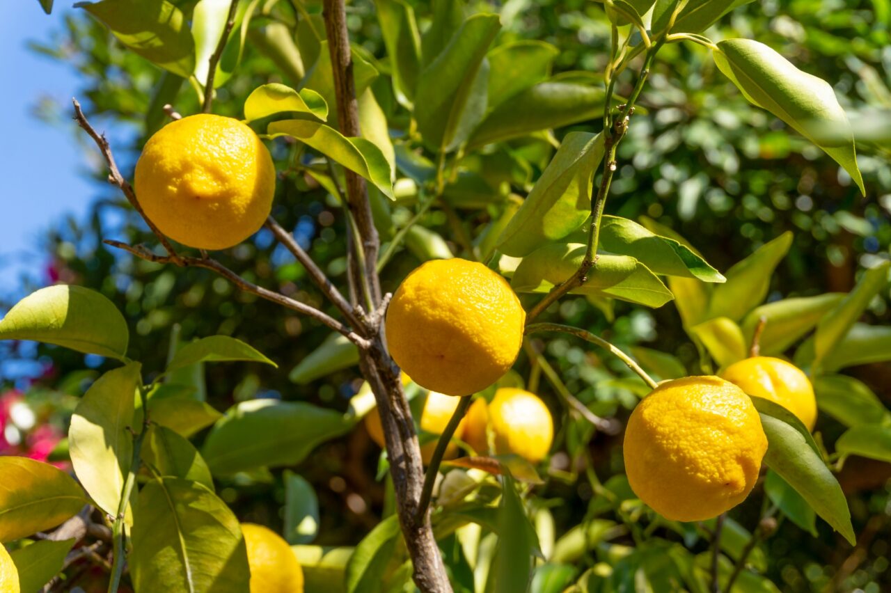 yuzu